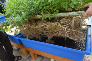 root system