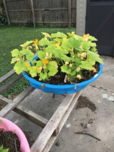 Plants in baby pool