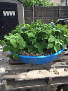 plants in baby pool