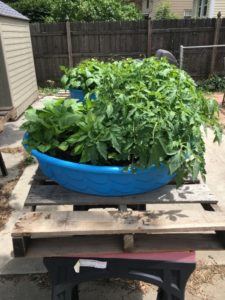 Plants in swimming pool on pallet