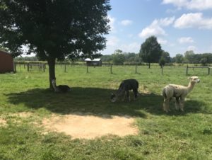 Alpaca Farm at Saint Mary-of-the-Woods