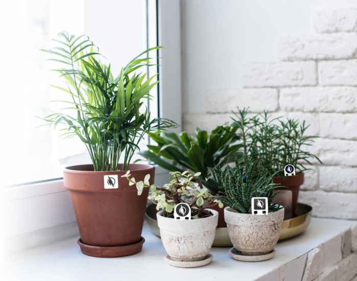 Plants with Way Tags