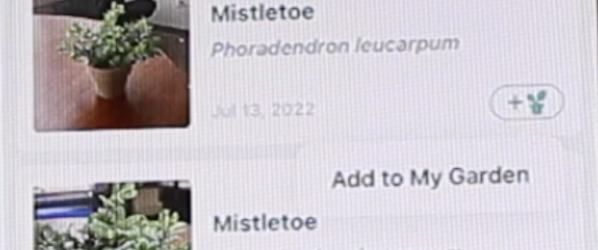 screenshot of PictureThis app identifying mistletoe