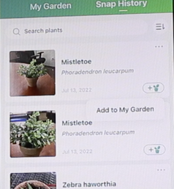 screenshot of PictureThis app identifying mistletoe